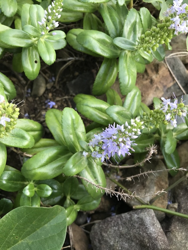 Veronica sieboldiana