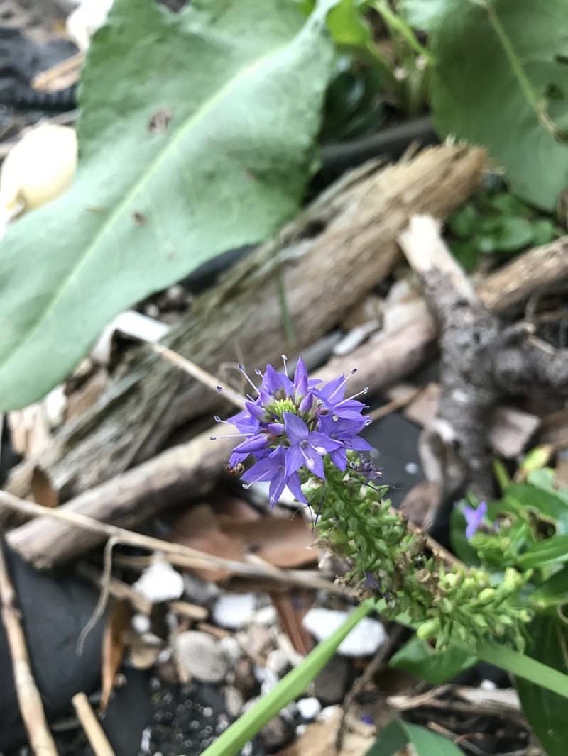 Veronica sieboldiana photo 2