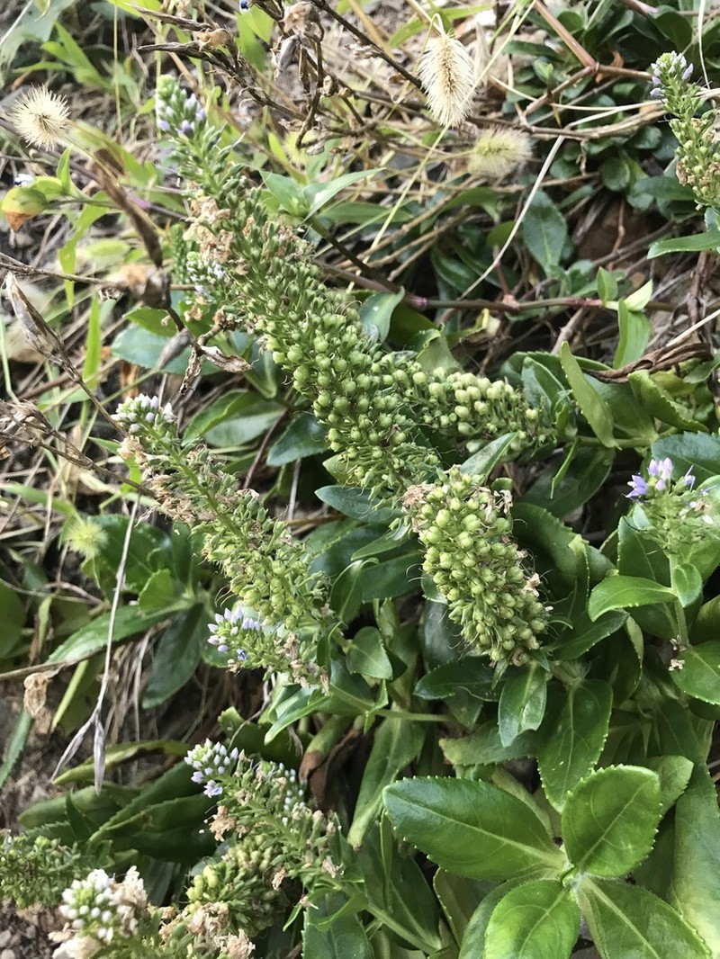 Veronica sieboldiana photo 3
