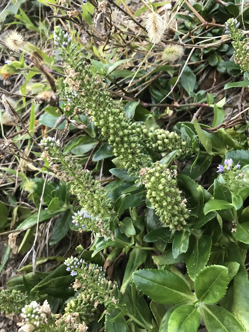 Veronica sieboldiana photo 8