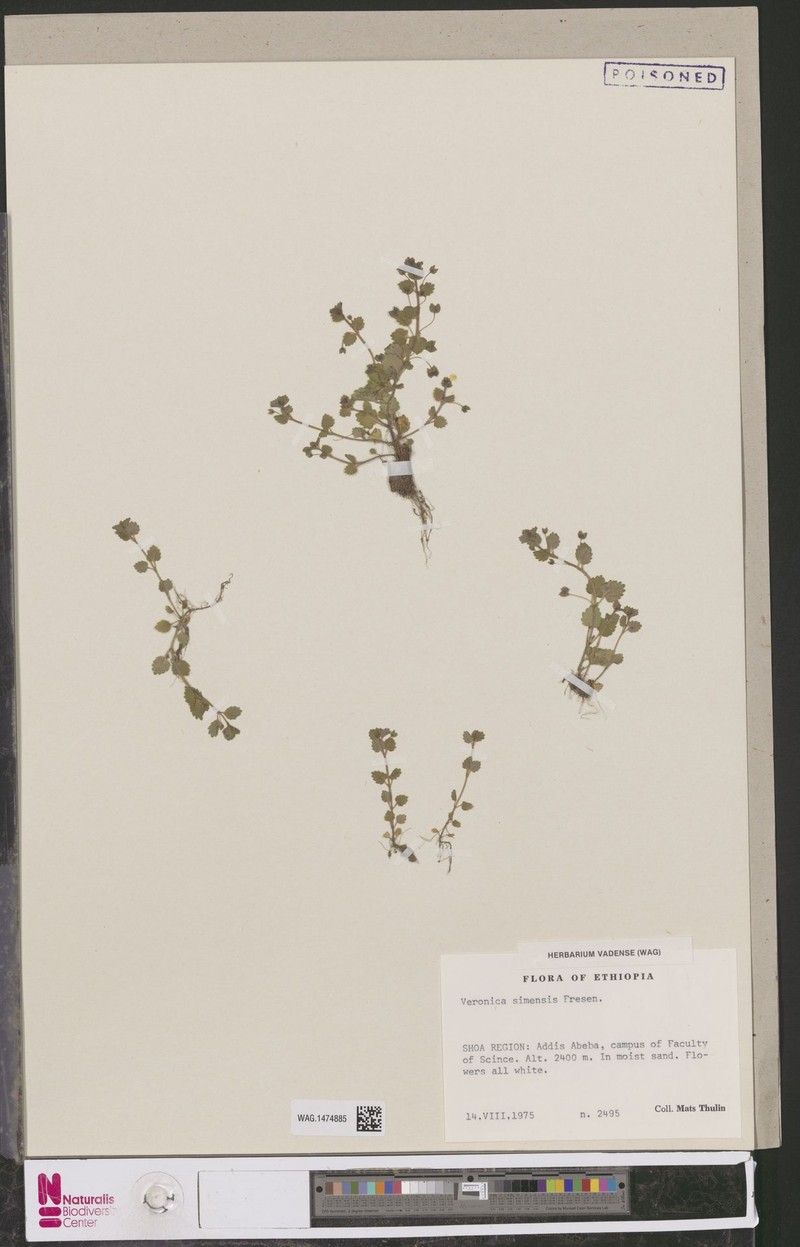 Veronica simensis photo 2