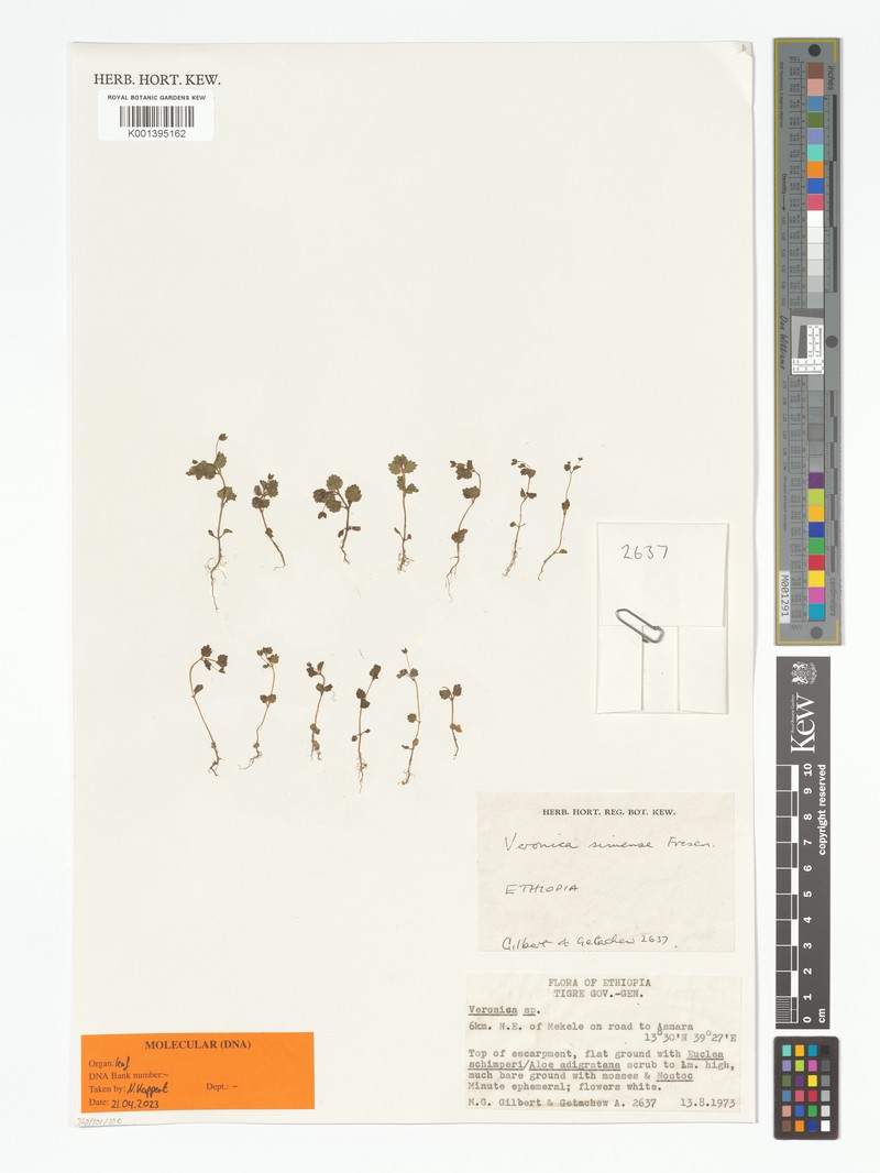 Veronica simensis photo 3