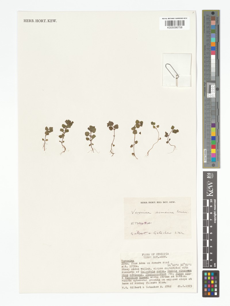Veronica simensis photo 4