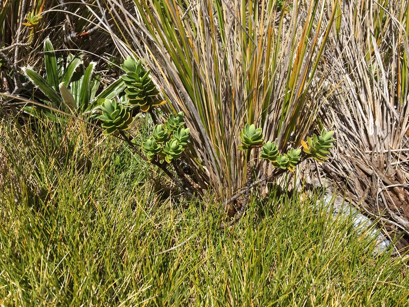Veronica simulans