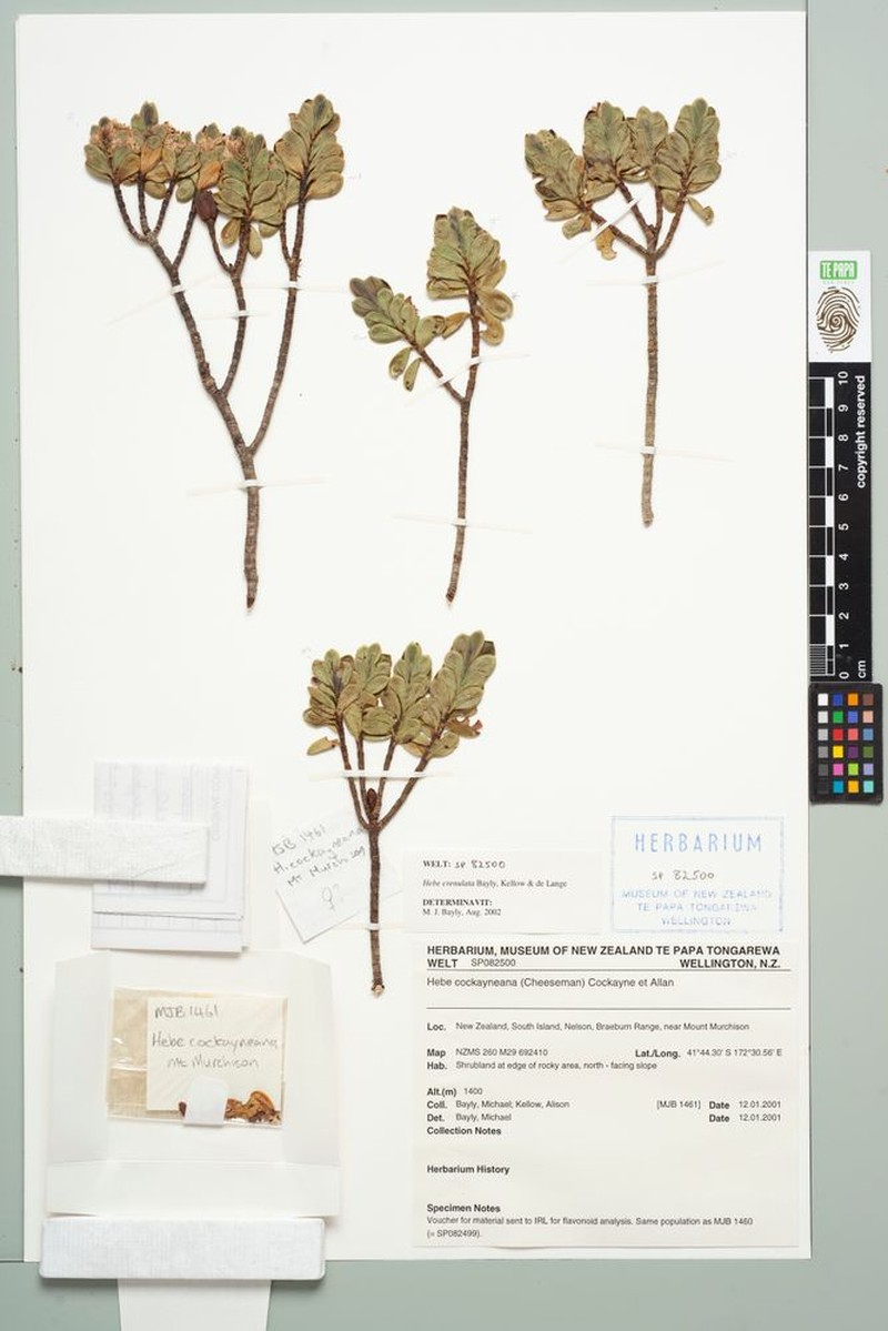 Veronica simulans photo 2