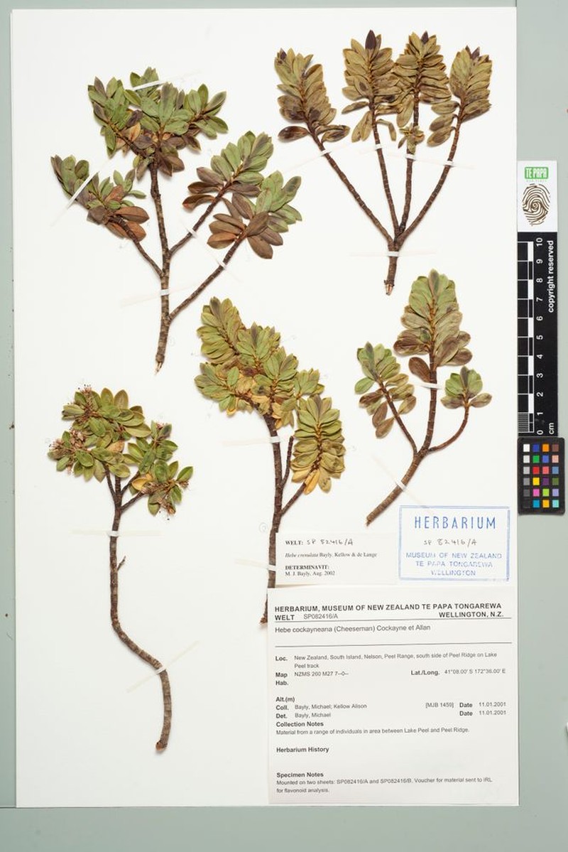 Veronica simulans photo 4