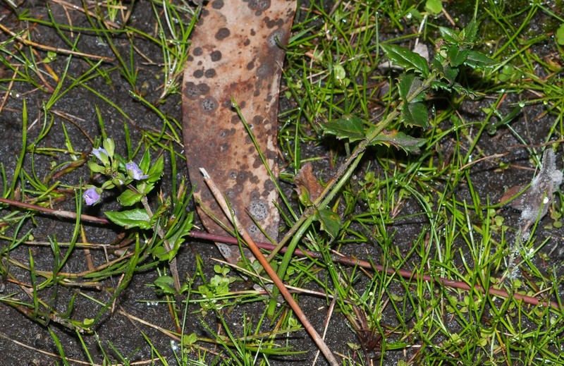 Veronica sobolifera