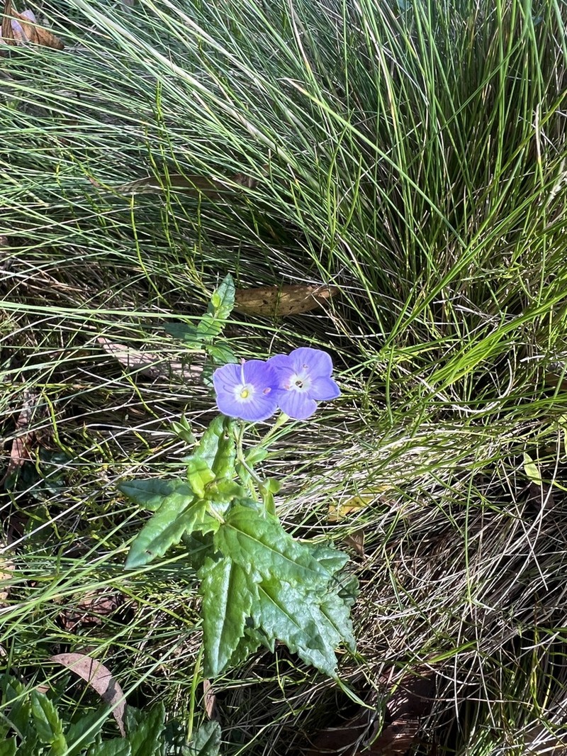 Veronica sobolifera photo 2