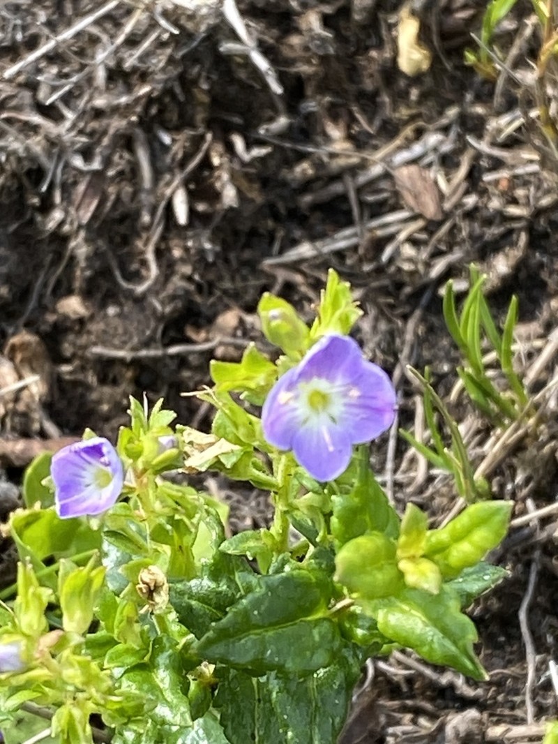 Veronica sobolifera photo 3
