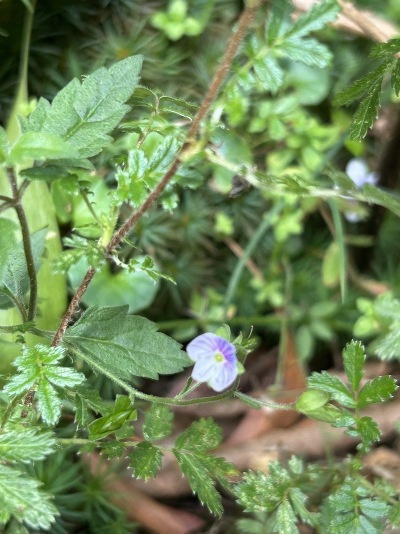Veronica sobolifera photo 4