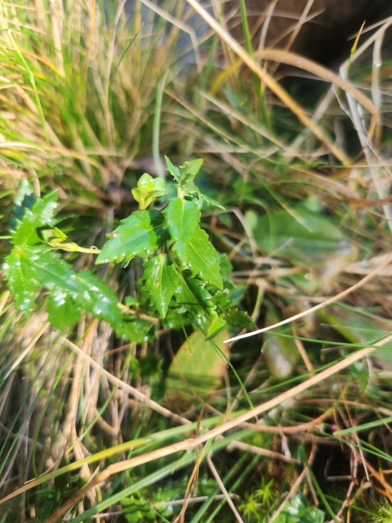 Veronica sobolifera photo 5