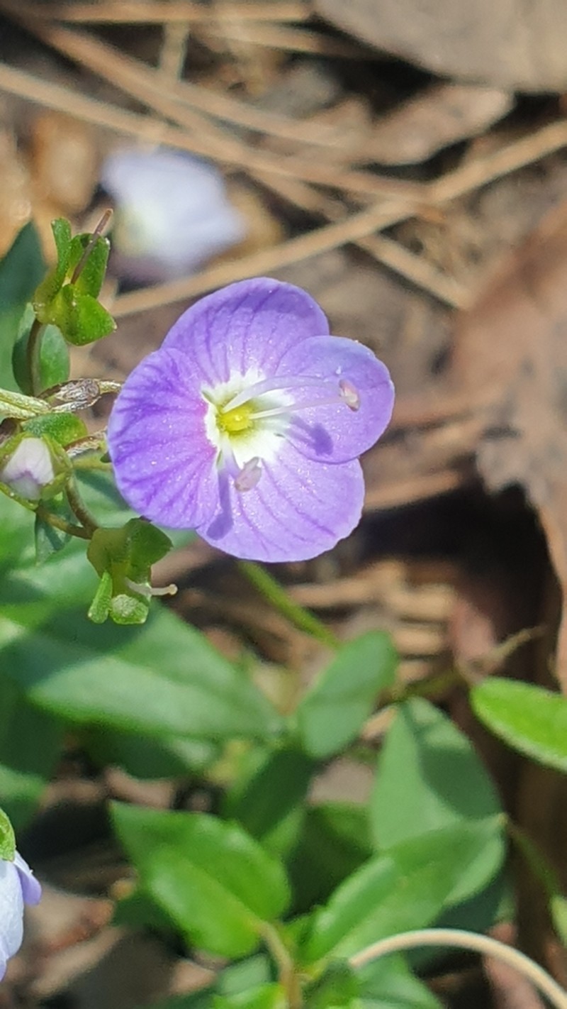 Veronica sobolifera photo 6