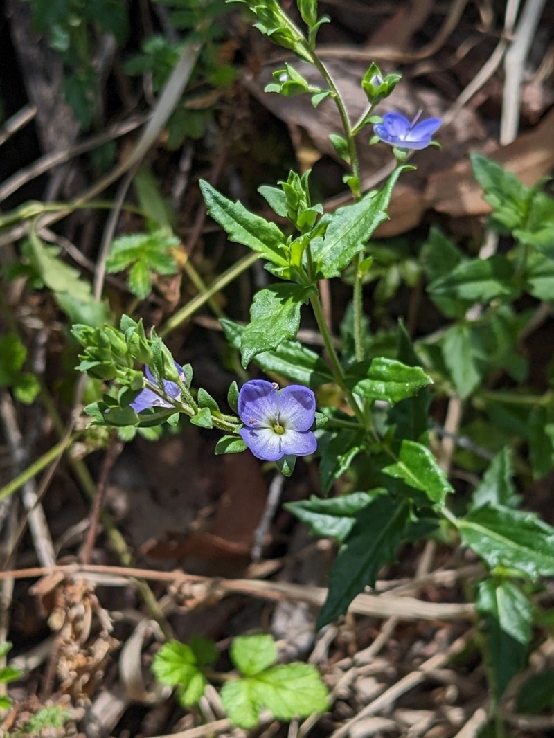Veronica sobolifera photo 7