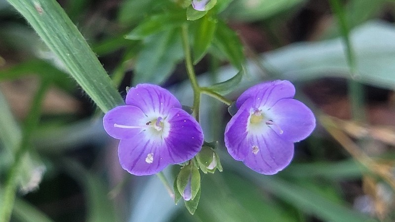 Veronica sobolifera photo 8