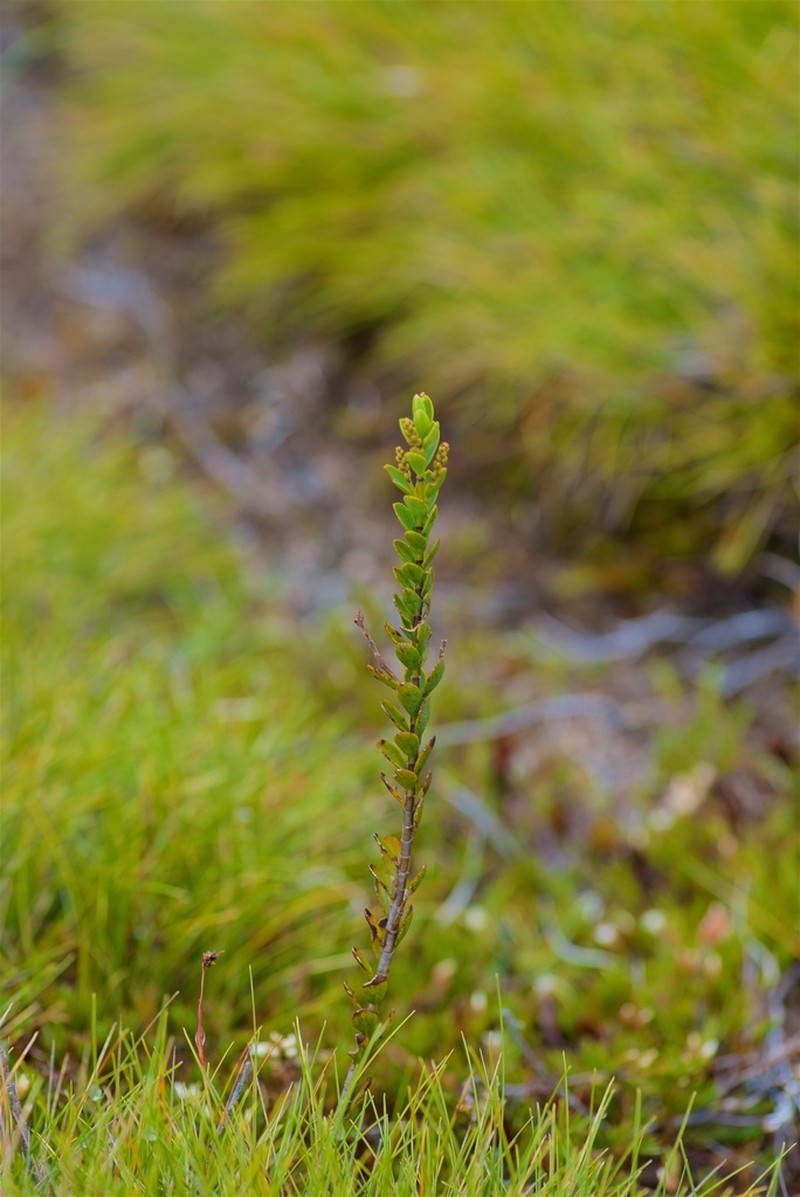 Veronica societatis