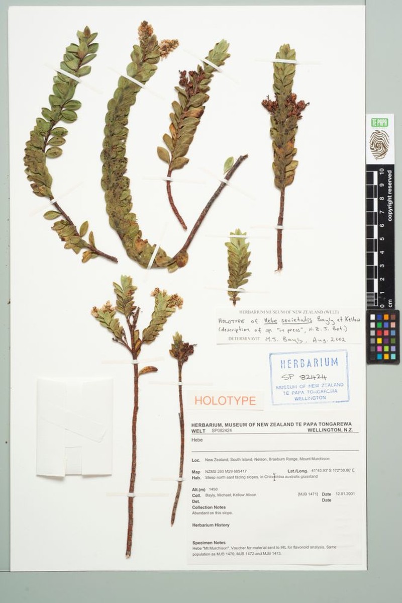 Veronica societatis photo 4