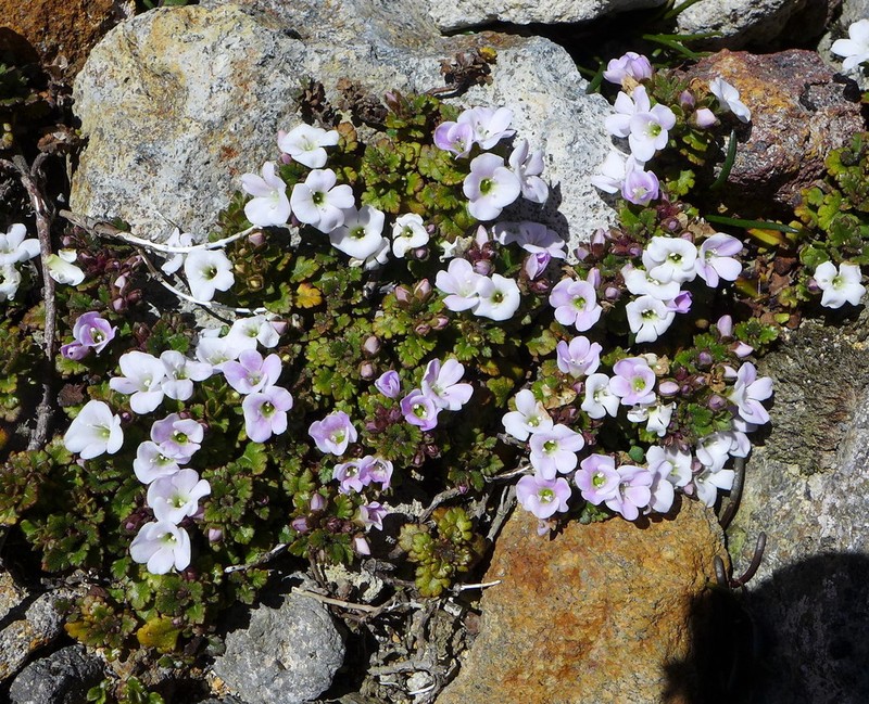 Veronica spathulata