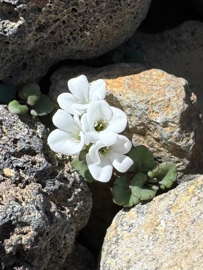 Veronica spathulata photo 2
