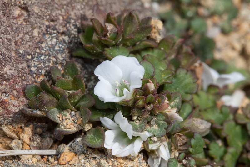 Veronica spathulata photo 3