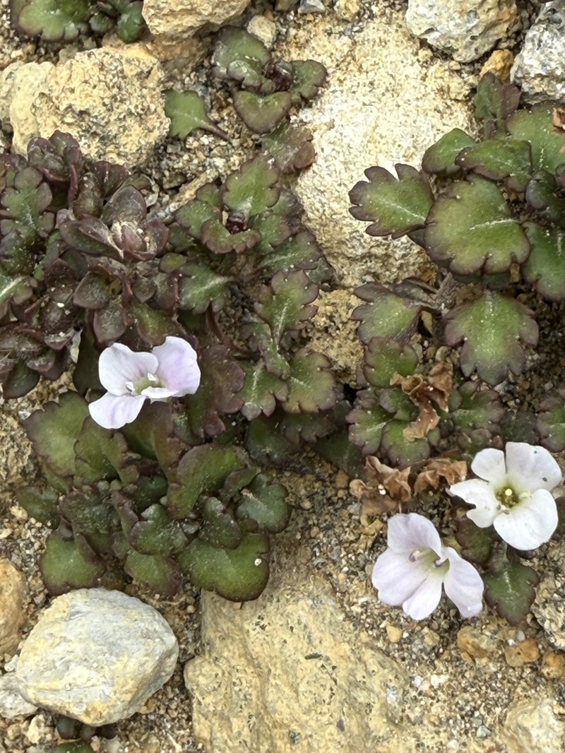 Veronica spathulata photo 4