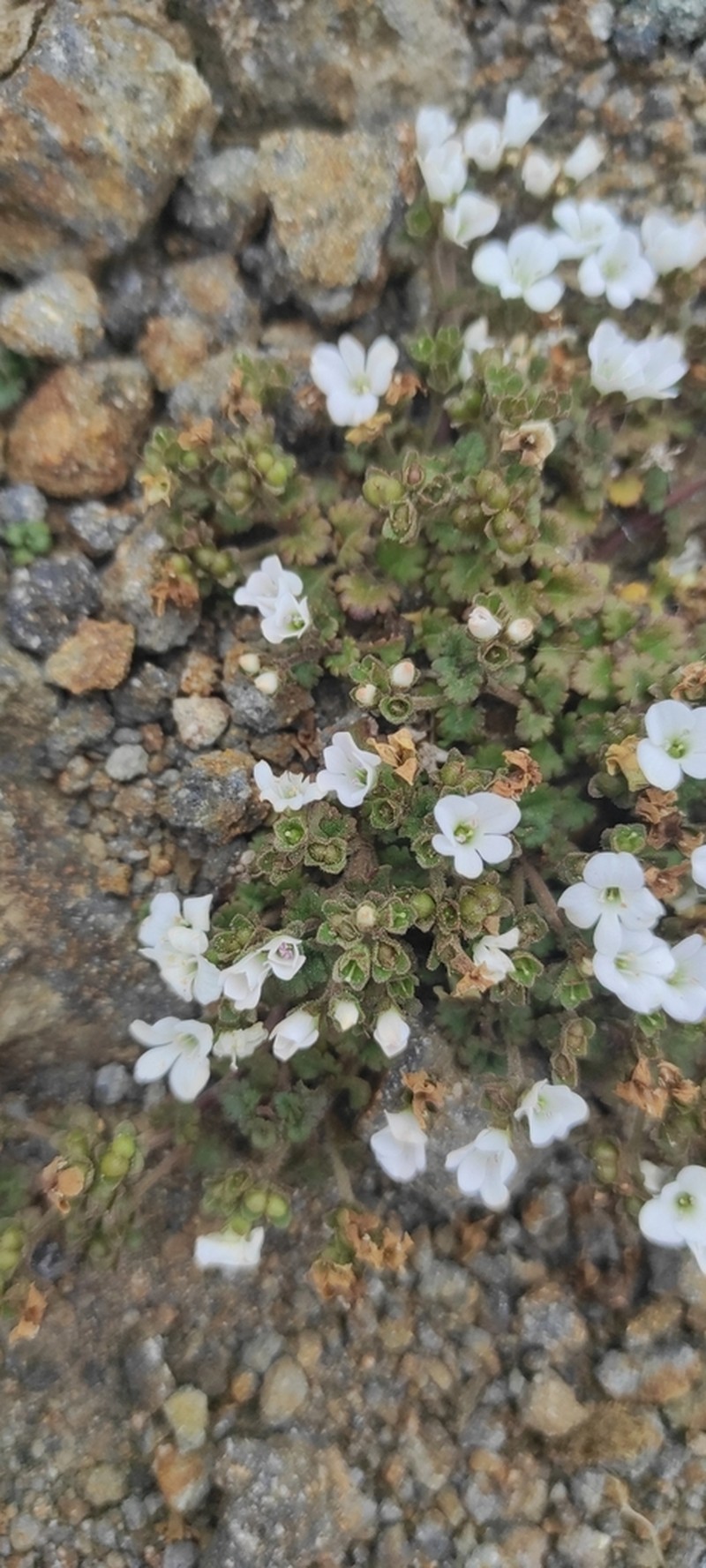 Veronica spathulata photo 6