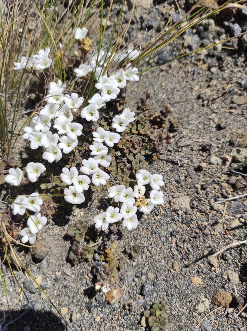 Veronica spathulata photo 7