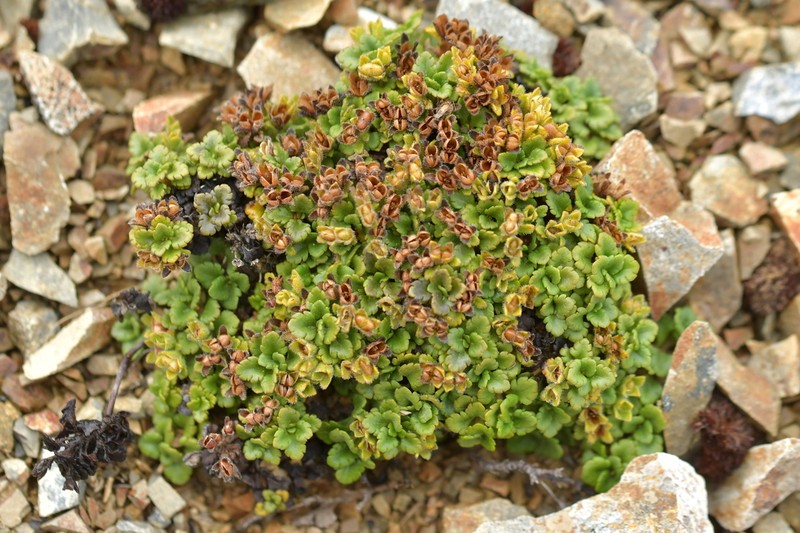 Veronica spathulata photo 8