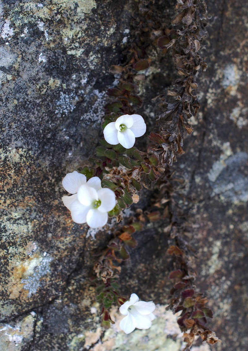 Veronica spectabilis