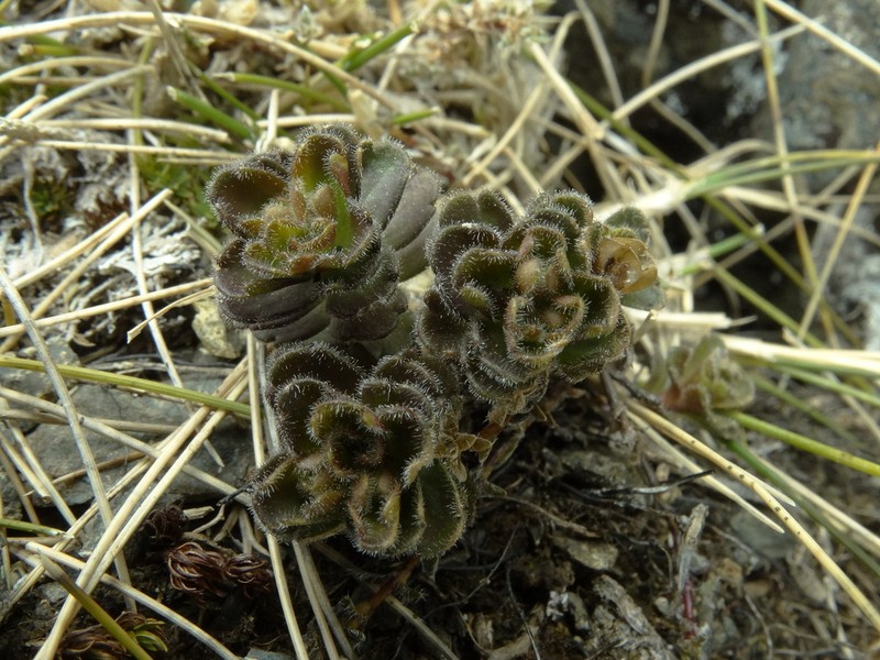 Veronica spectabilis photo 3