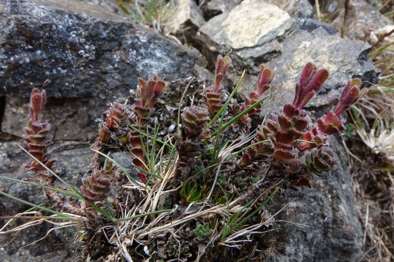Veronica spectabilis photo 5
