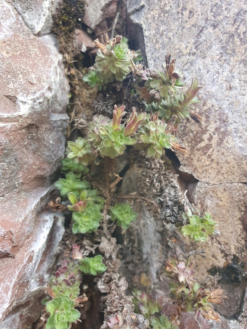 Veronica spectabilis photo 6