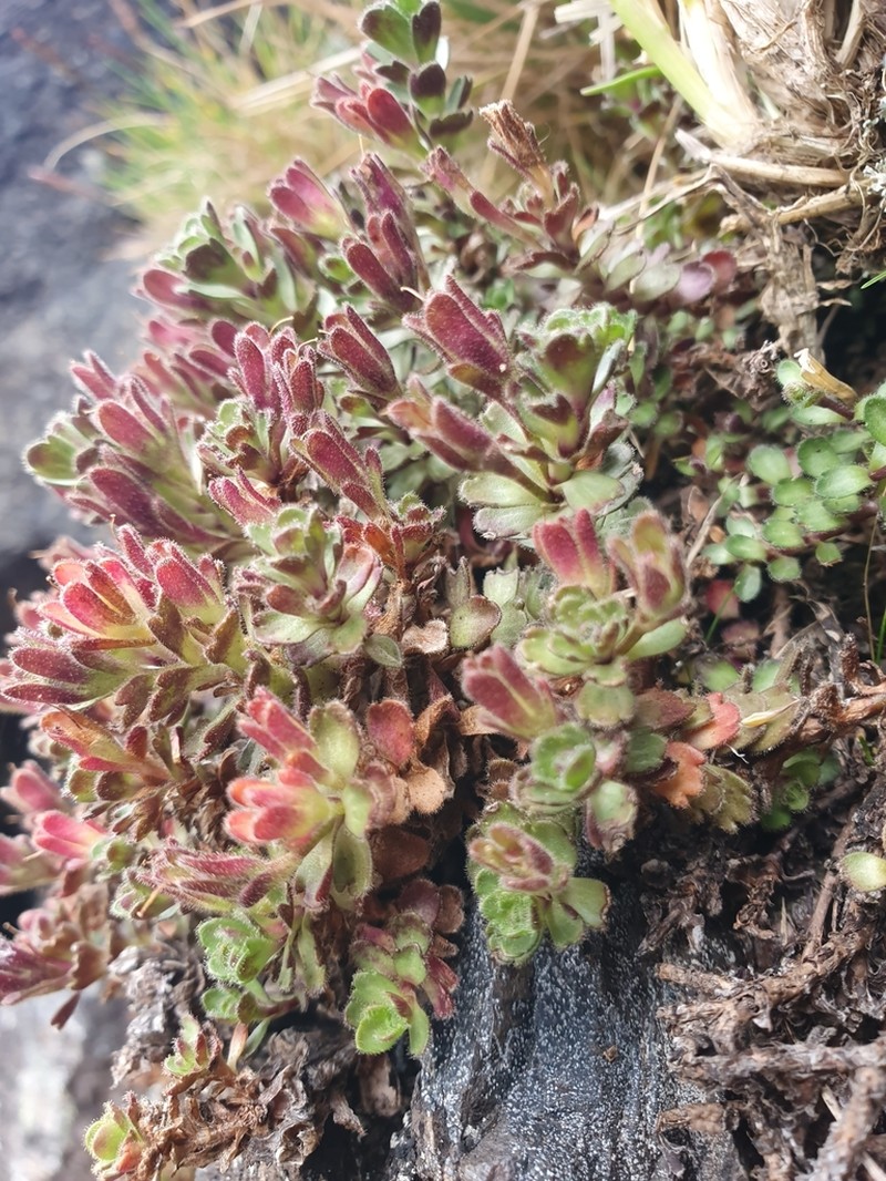 Veronica spectabilis photo 7