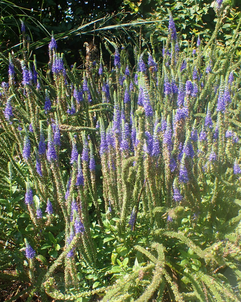Spiked Speedwell photo 3