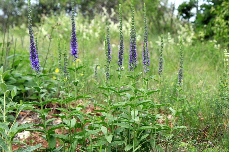 Spiked Speedwell photo 4
