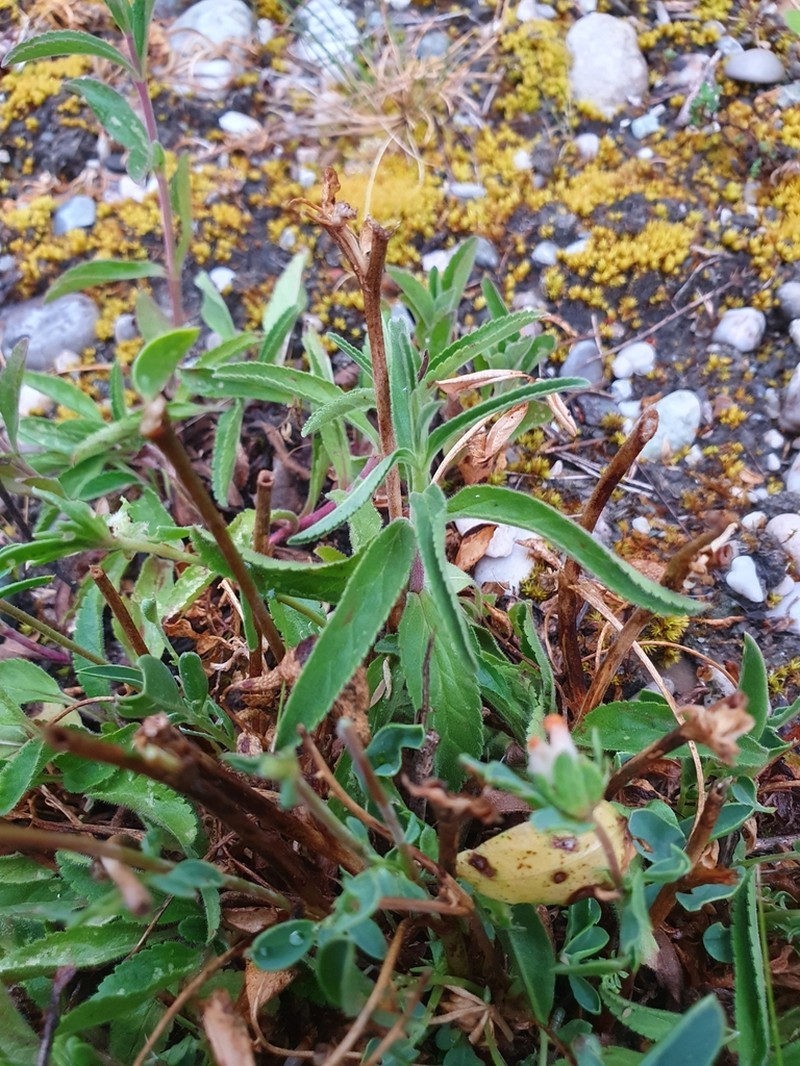 Spiked Speedwell photo 5