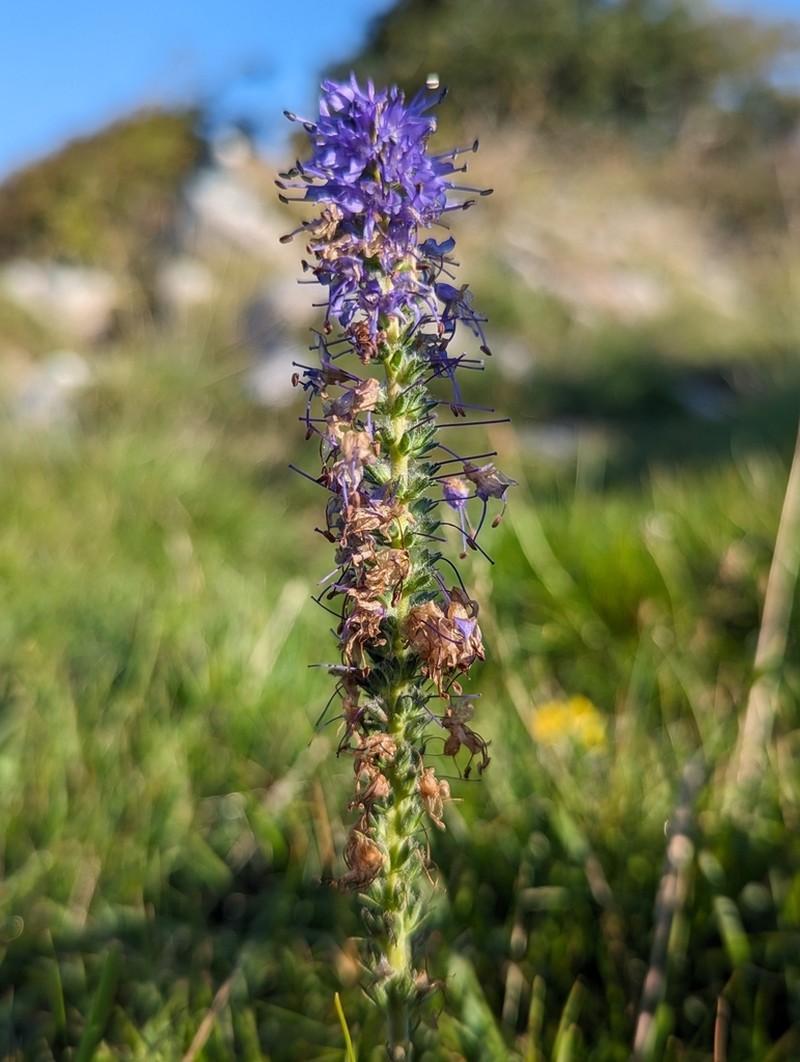 Spiked Speedwell photo 6