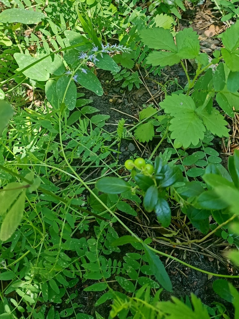 Spiked Speedwell photo 7