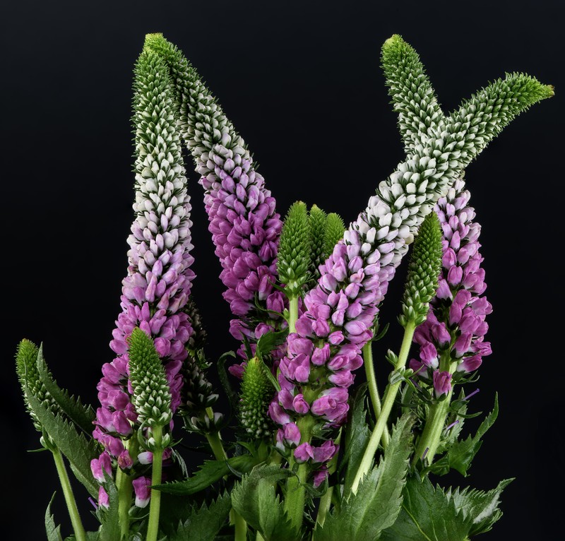 Spiked Speedwell photo 2
