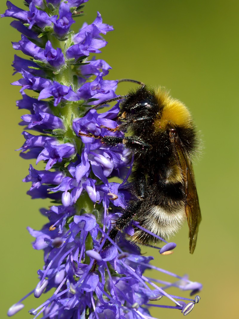 Spiked Speedwell