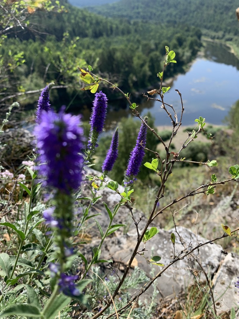 Veronica spicata subsp. bashkiriensis