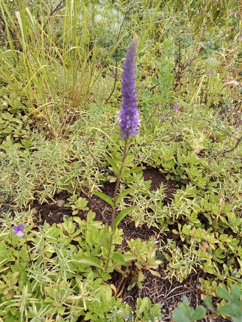 Veronica spicata subsp. bashkiriensis photo 2