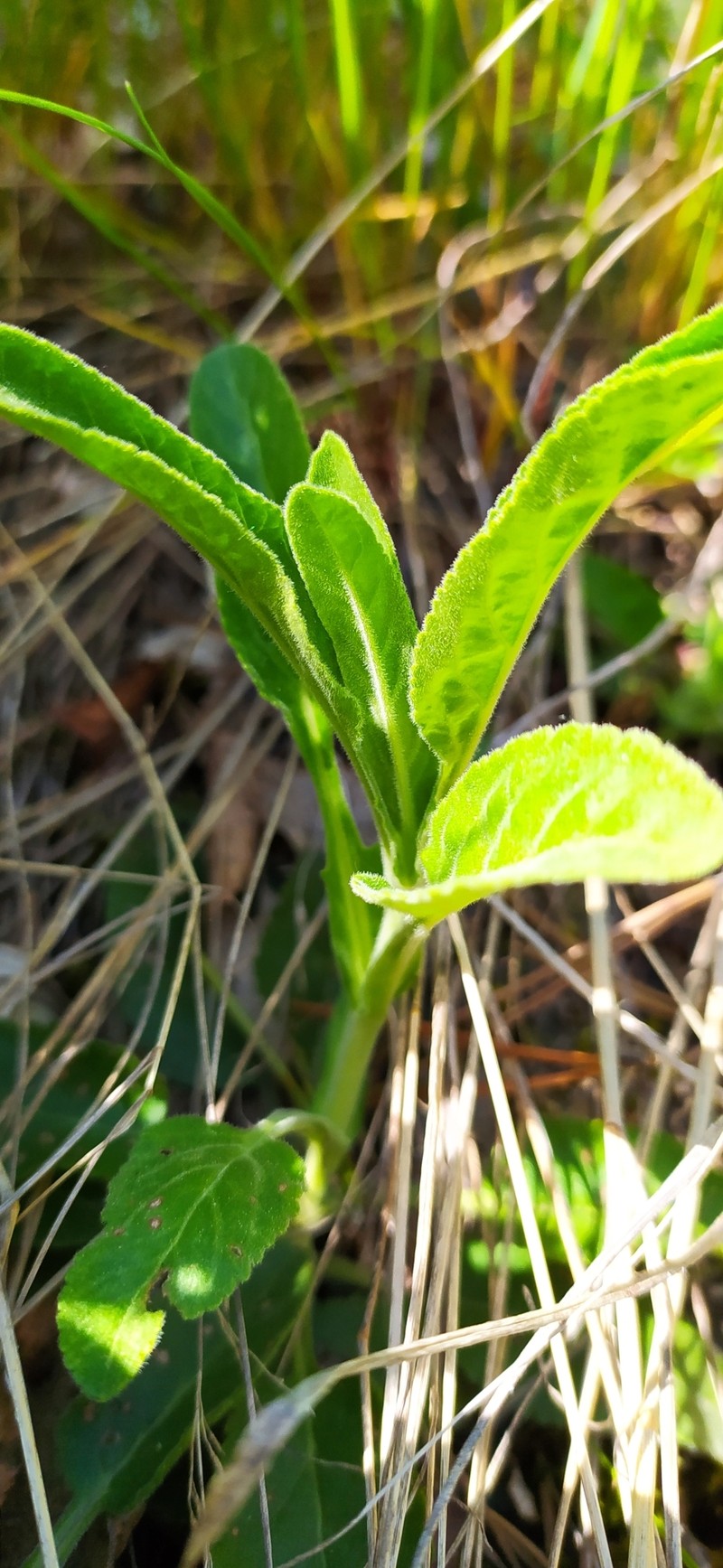Veronica spicata subsp. bashkiriensis photo 3