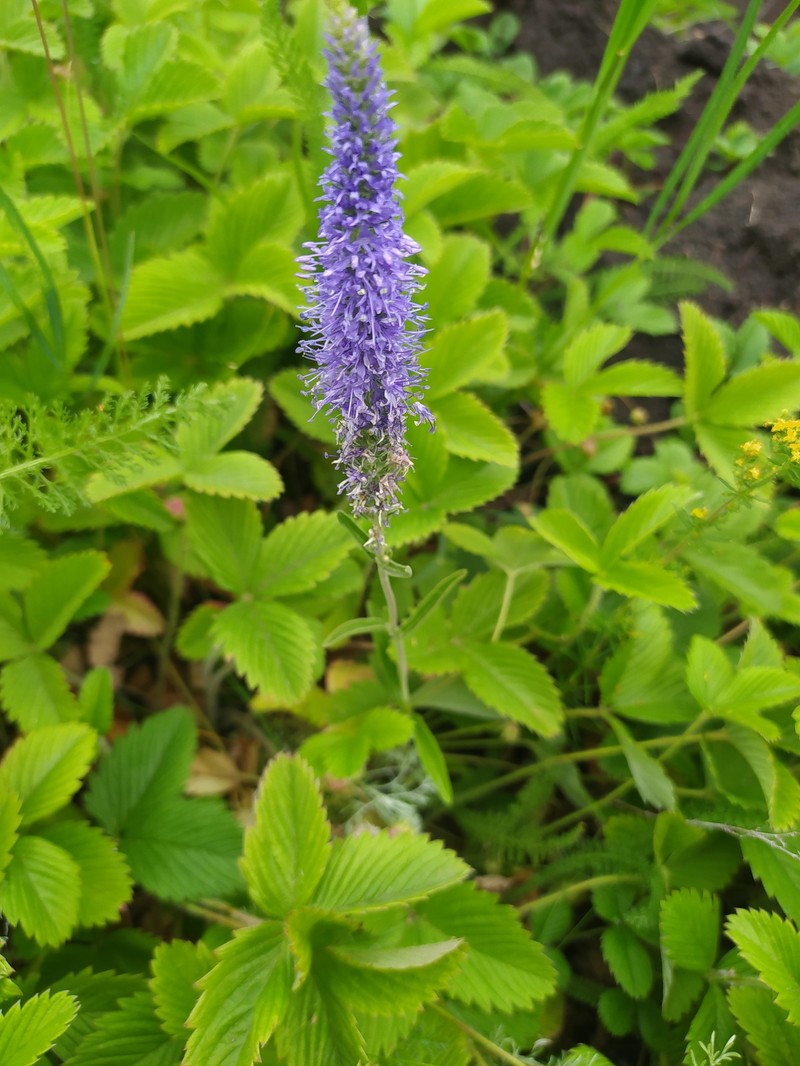 Veronica spicata subsp. bashkiriensis photo 4