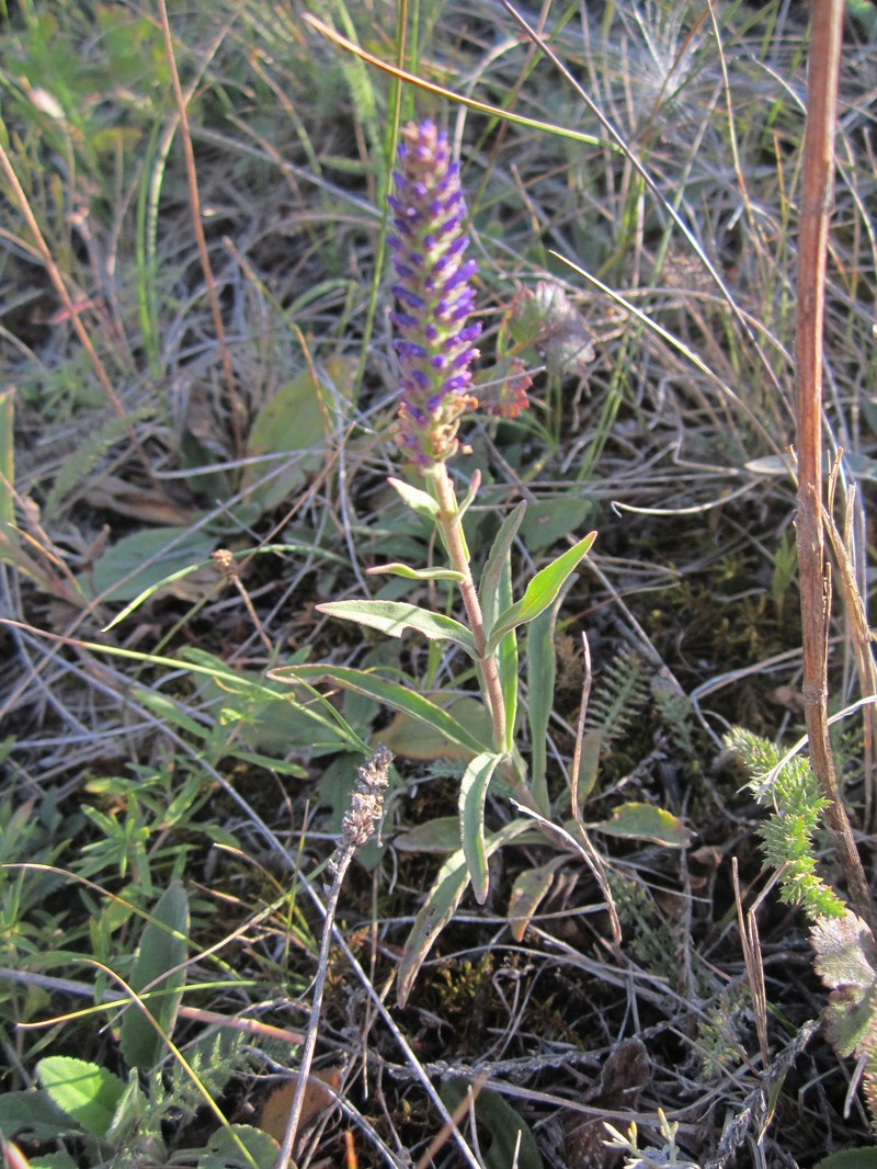 Veronica spicata subsp. fischeri