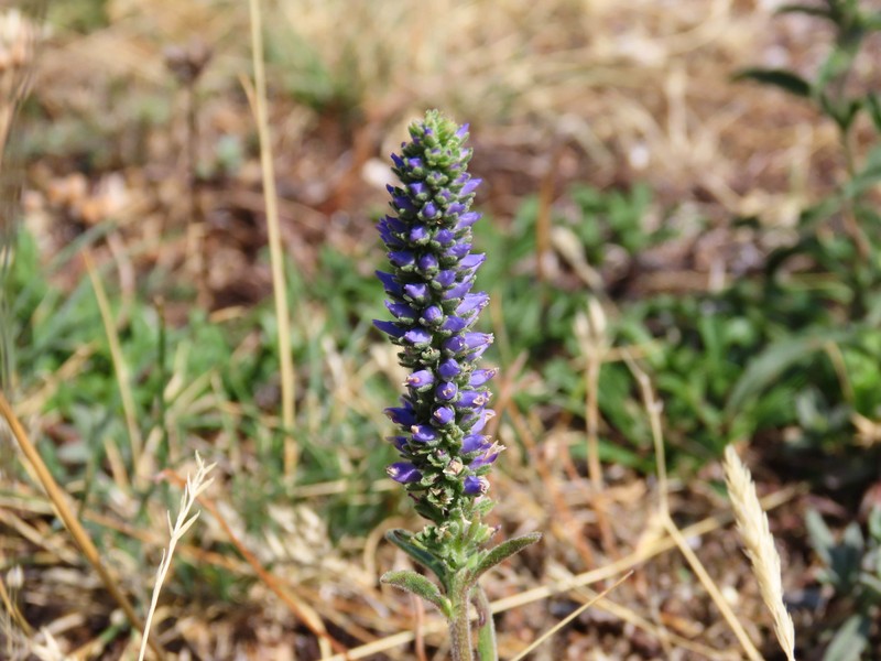 Veronica spicata subsp. fischeri photo 2
