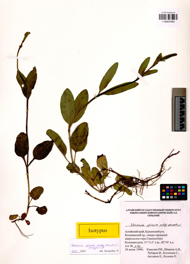 Veronica spicata subsp. kamelinii