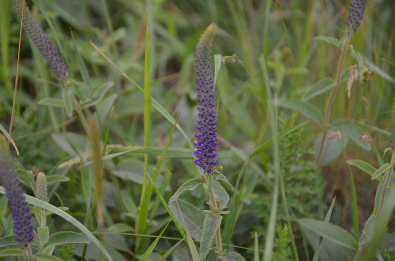 Veronica spicata subsp. maeotica