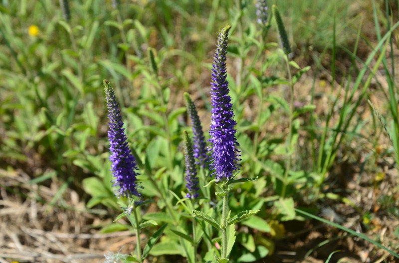 Veronica spicata subsp. maeotica photo 2