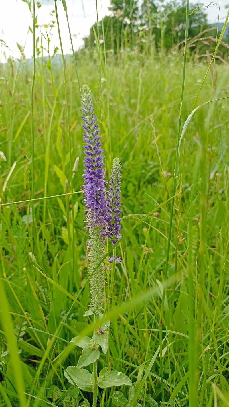 Veronica spicata subsp. maeotica photo 3