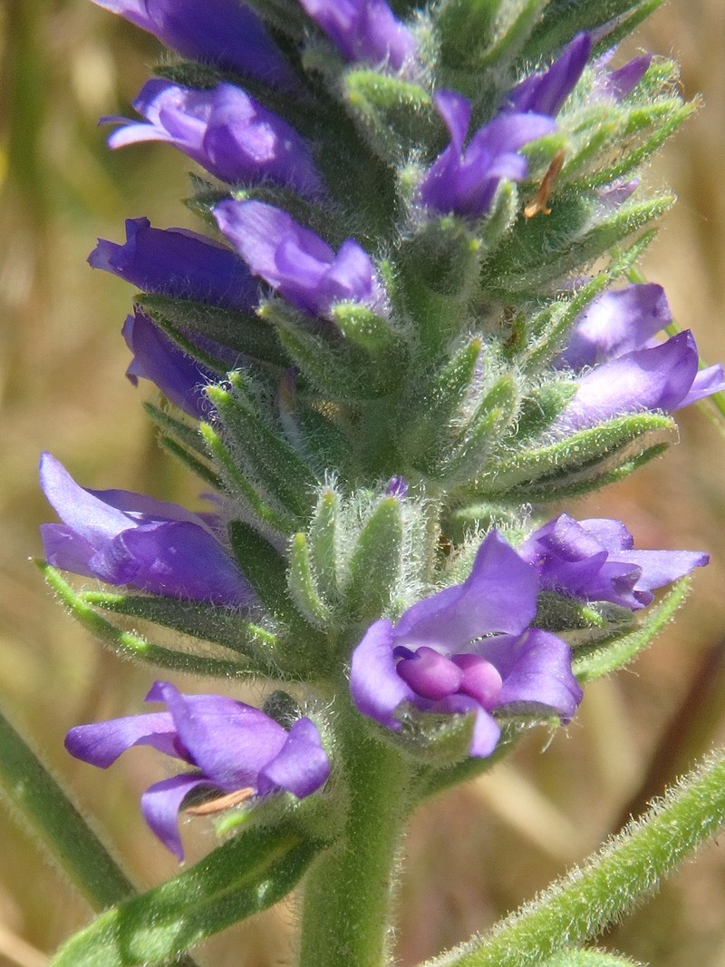 Veronica spicata subsp. maeotica photo 4